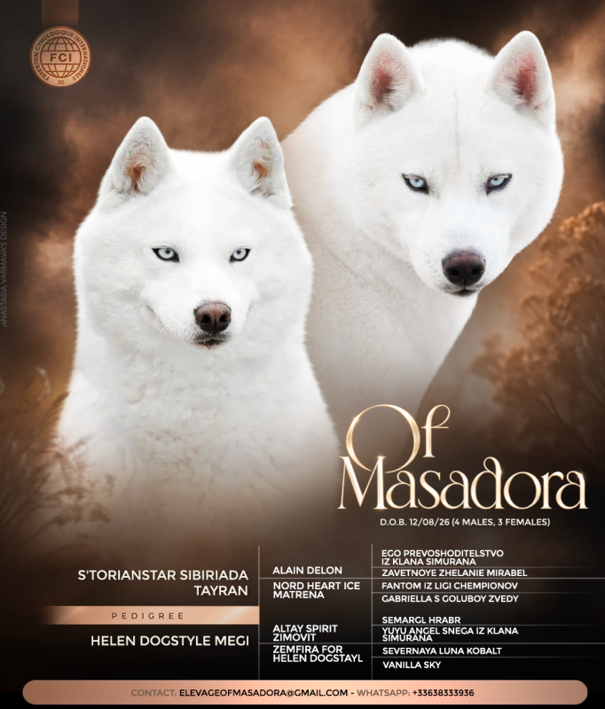 Siberian Husky - Of Masadora
