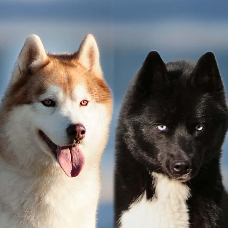 Siberian Husky - Of Masadora