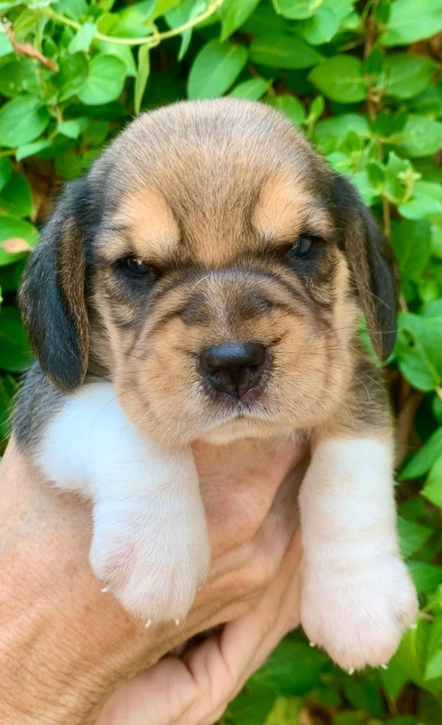 Chiot N°1 - Beagle