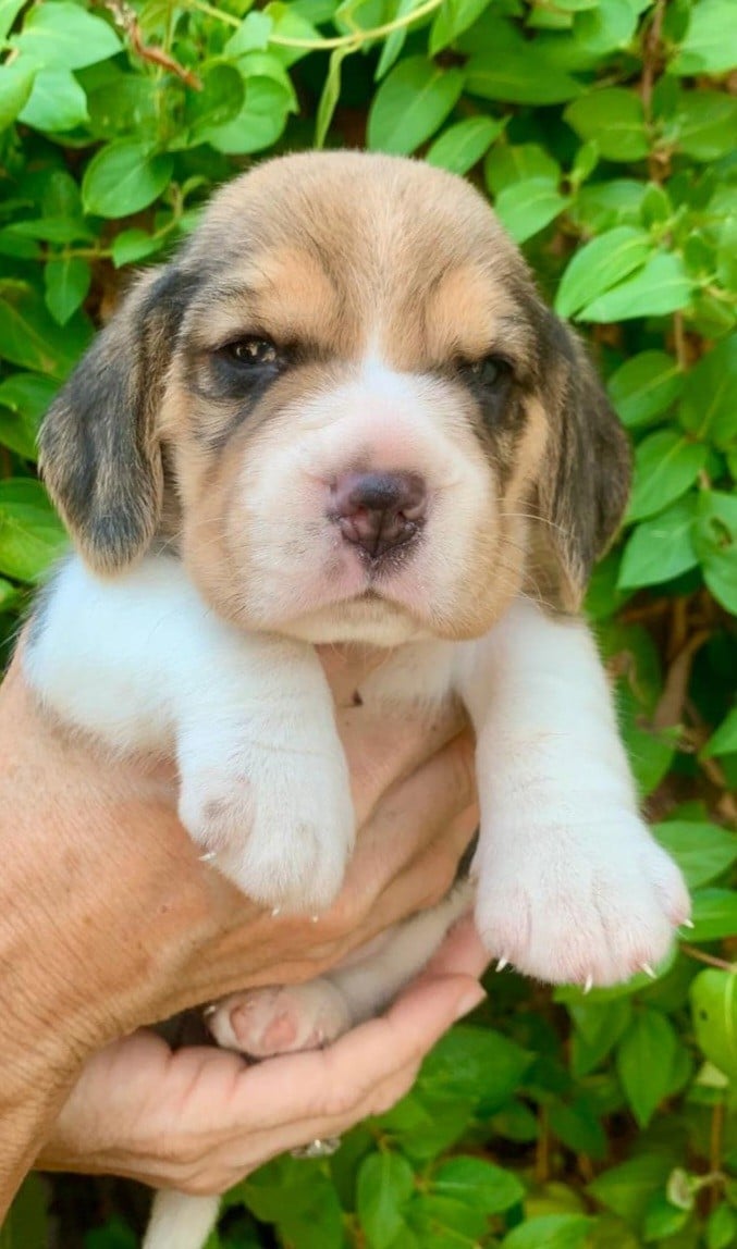 Chiot N°2 - Beagle