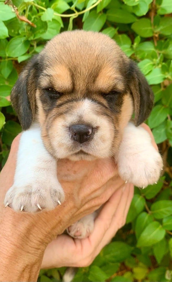 Chiot N°3 - Beagle
