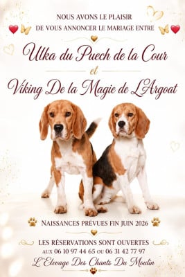 Les chiots de Beagle