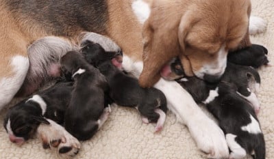 Les chiots de Beagle