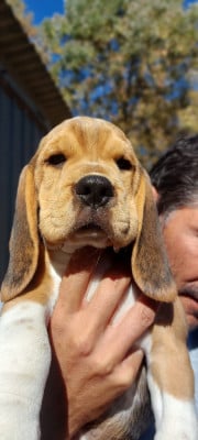 Les chiots de Beagle
