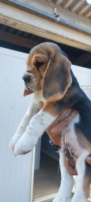 Les chiots de Beagle