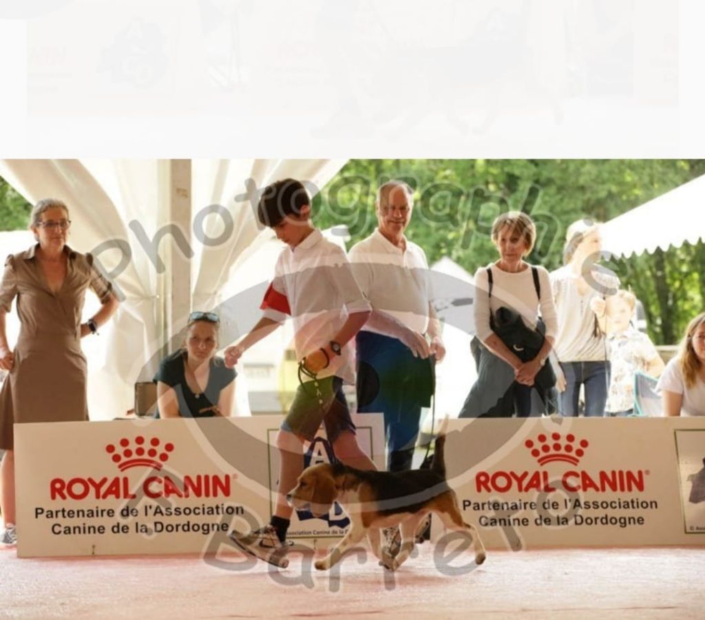 Ulka du Puech de la Cour - CACS JEUNE