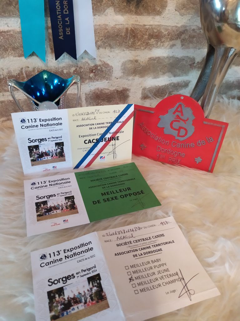 Ulka du Puech de la Cour - CACS JEUNE Meilleur de sexe opposé