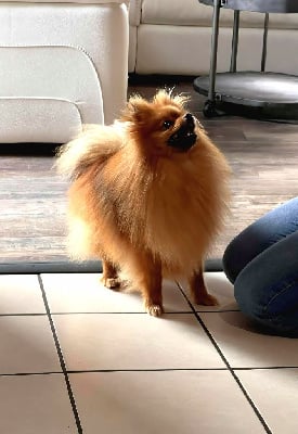 Les chiots de Spitz allemand