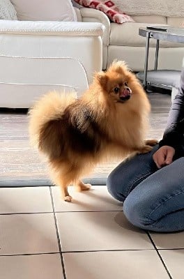 Spitz allemand - Au Royaume Des Minimoys