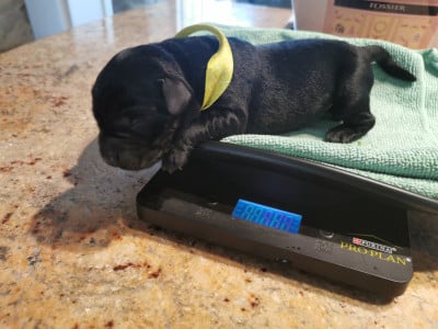 Les chiots de Labrador Retriever