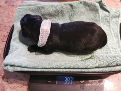 Les chiots de Labrador Retriever