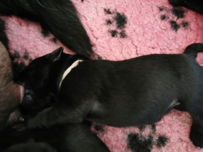 Les chiots de Labrador Retriever