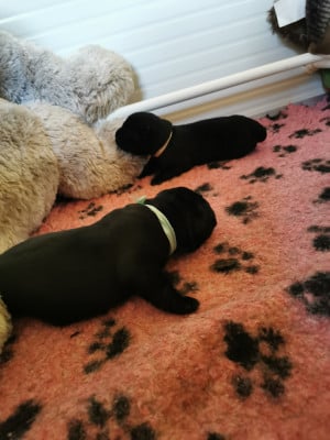 Les chiots de Labrador Retriever