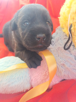 Les chiots de Labrador Retriever