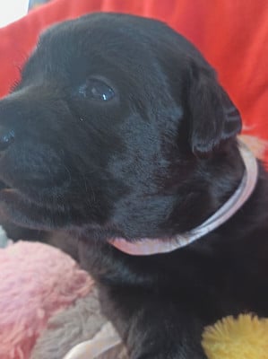 Les chiots de Labrador Retriever