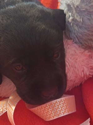 Les chiots de Labrador Retriever