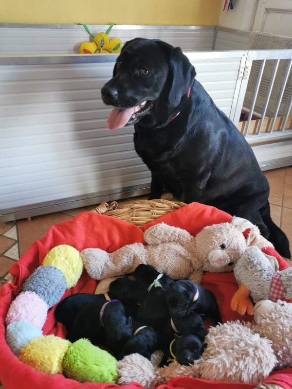 Labrador Retriever - Au Bonheur Des Labs