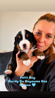Les chiots de Bouvier Bernois