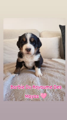Les chiots de Bouvier Bernois