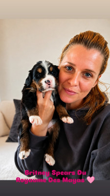 Les chiots de Bouvier Bernois