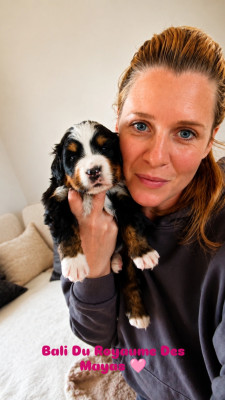 Les chiots de Bouvier Bernois