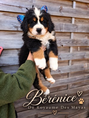 Les chiots de Bouvier Bernois