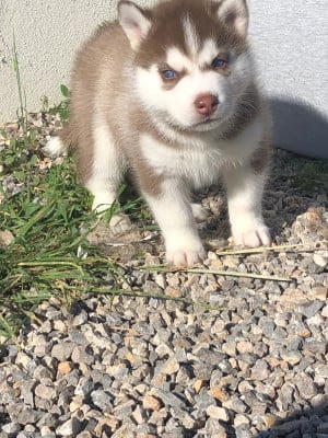 Les chiots de Siberian Husky