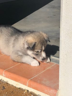 Les chiots de Siberian Husky