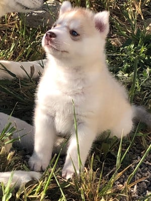 Les chiots de Siberian Husky