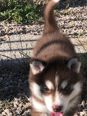 Les chiots de Siberian Husky