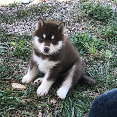 Les chiots de Siberian Husky