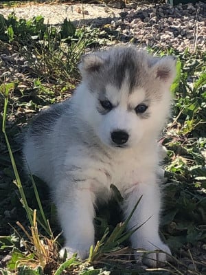 Les chiots de Siberian Husky