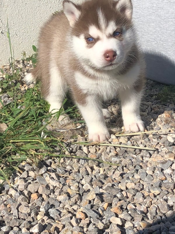 Siberian Husky - Of The Southern Mountain
