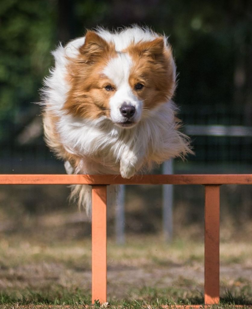 Publication : From Buddy's Kingdom