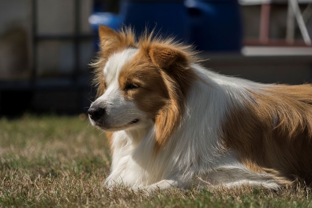 Publication : From Buddy's Kingdom