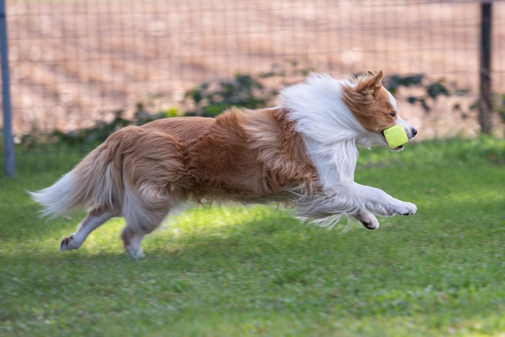 Publication : From Buddy's Kingdom