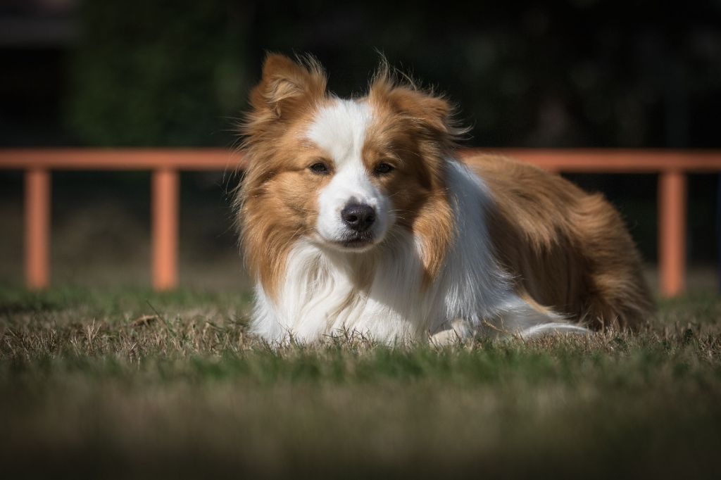 Publication : From Buddy's Kingdom