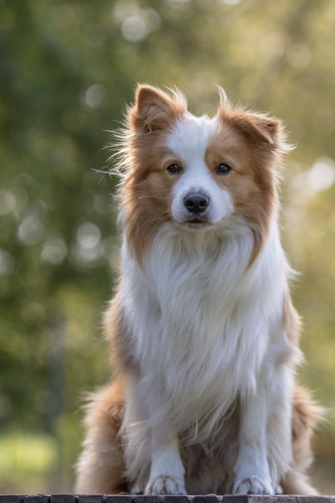 Publication : From Buddy's Kingdom