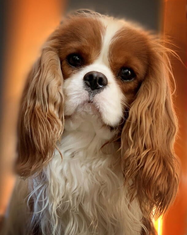 Chiot Cavalier King Charles Spaniel