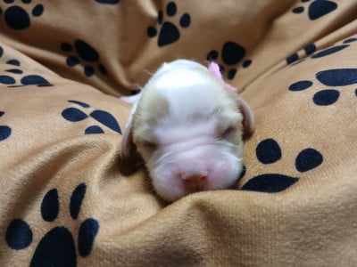 Cavalier King Charles Spaniel