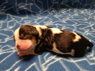 collier noir - Cavalier King Charles Spaniel