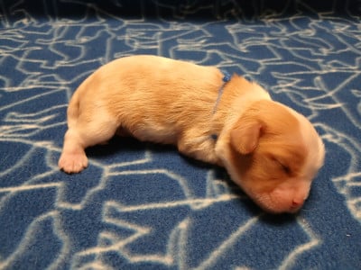 collier violet - Cavalier King Charles Spaniel