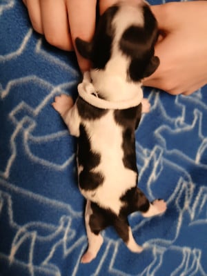 collier blanc - Cavalier King Charles Spaniel