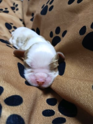 collier orange - Cavalier King Charles Spaniel