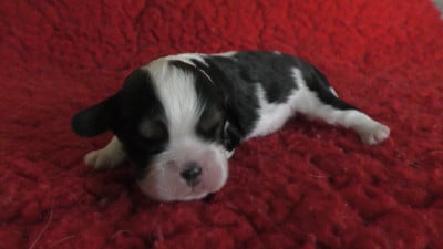 Les chiots de Cavalier King Charles Spaniel