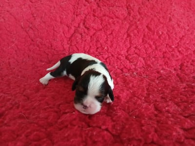 Les chiots de Cavalier King Charles Spaniel