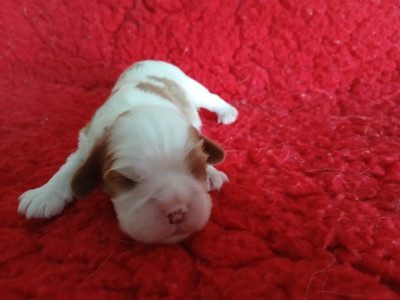 Les chiots de Cavalier King Charles Spaniel