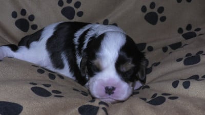 Les chiots de Cavalier King Charles Spaniel