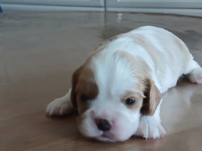Les chiots de Cavalier King Charles Spaniel