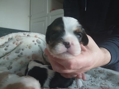 Les chiots de Cavalier King Charles Spaniel